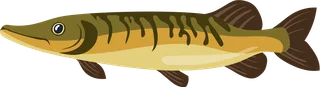 Картинка: щука