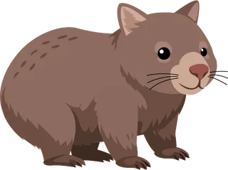 Image : wombat